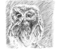 Owl, 
