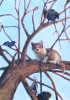 Tree and animals (The seducer and his hangmen)
