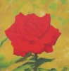 ***Red rose in front of ocher backgr