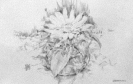 Flower (Distel),